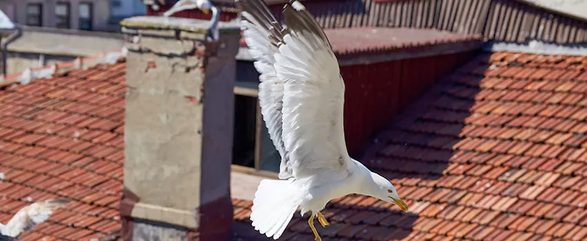Residential Chimney Animal Removal Solution in Vineyard, CA